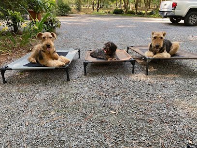 K9 Basics and Beyond