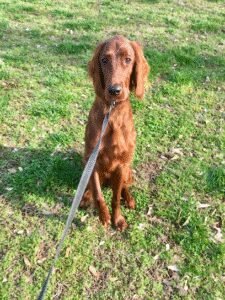 Dog Years Training and Boarding Center, LLC