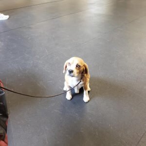 Dog Trainers Workshop and Boarding
