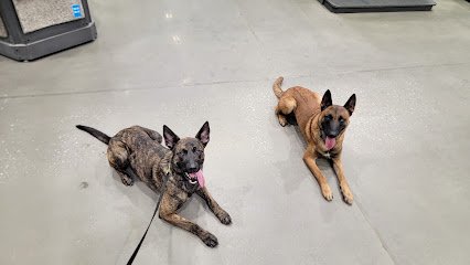 Cultured K-9