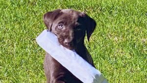 Will-Do Kennels