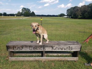 Bay Creek Kennels