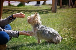 Canine Training Solutions, LLC