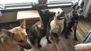 Happy Tails K-9 Training and Supplies