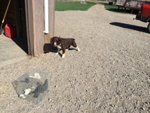 Misar’s Kennels