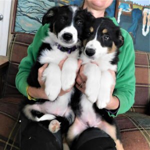 Kobberdahl K9/Billabong Border Collies