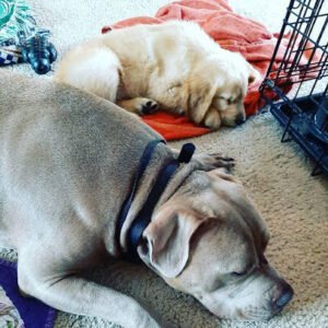 Animal Psychology Center – Rapid City