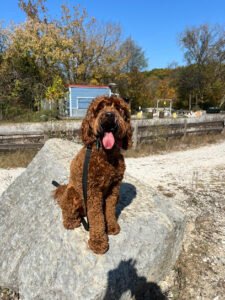 North Star K9 Training