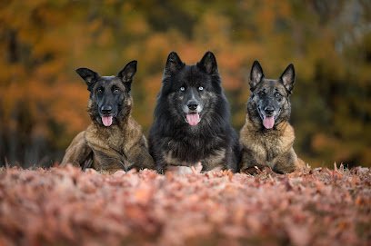 Wolf Song Acres K9 Academy