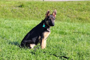 Sequoyah K9 Academy