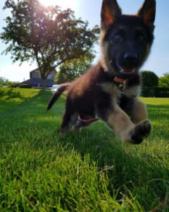 K9 Services Unlimited