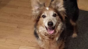 Dog Training In Your Home