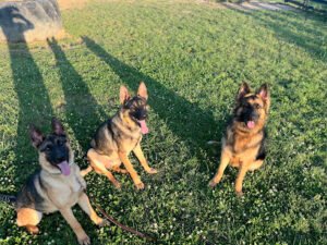 Tennessee Valley K9