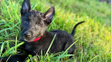 Take Flight Dog Training