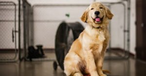 Sit Means Sit Dog Training Murfreesboro