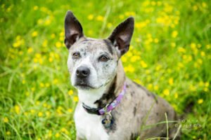 Pawsitive Paradise LLC