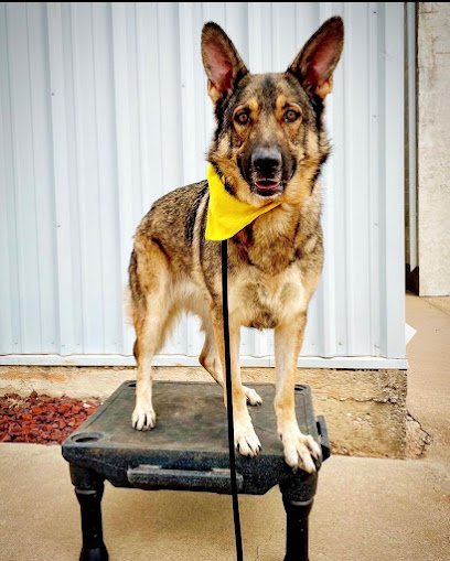 Tip Top K9 Southern Nashville Dog Training