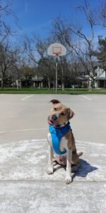 Considerate K9
