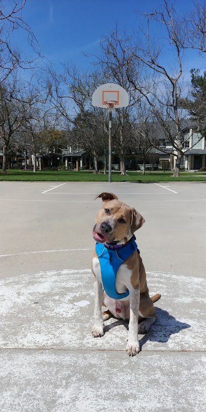 Considerate K9