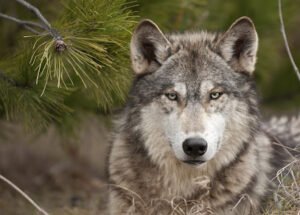 Taming the Wild