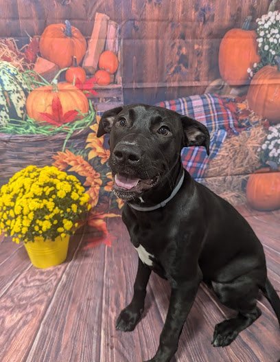 Wag It Better Family Dog Training and Boutique