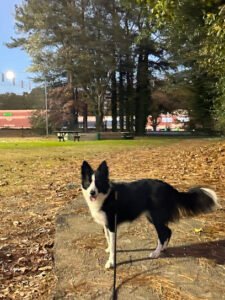 TN Border Collies