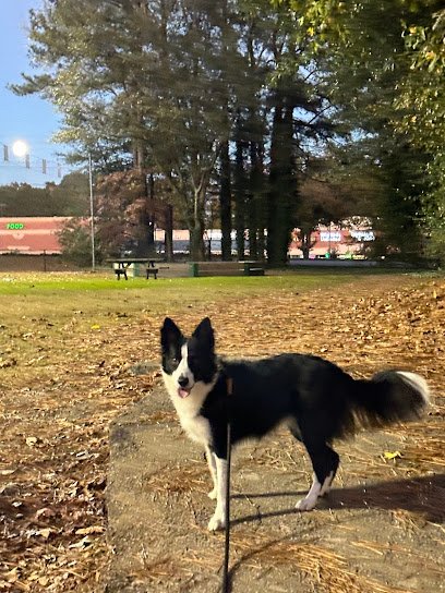 TN Border Collies