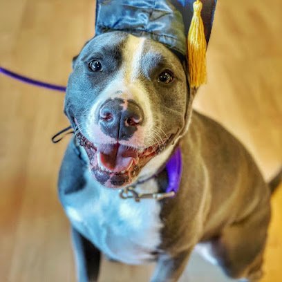 The Dog Wizard Chattanooga