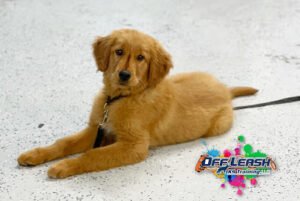 Off Leash K9 Training Tennessee