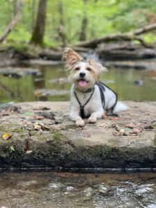 Off Leash K9 Training Clarksville/ Nashville