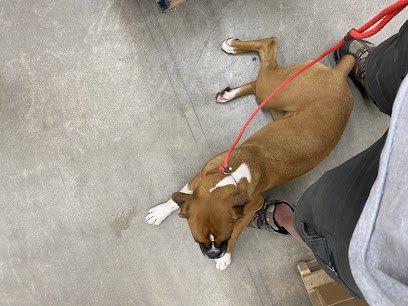 Pawsitively K9