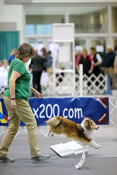 Shelby County Obedience Club