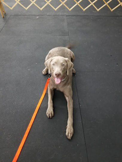 Nashville Dog Training Club