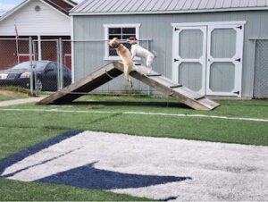Sit Means Sit Dog Training Knoxville