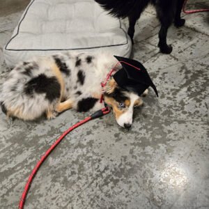 PetSmart Dog Training