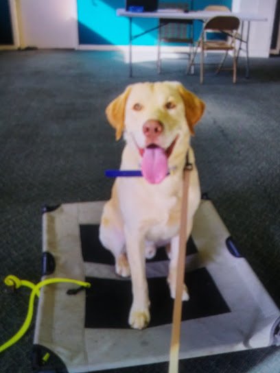Top level k9 training center
