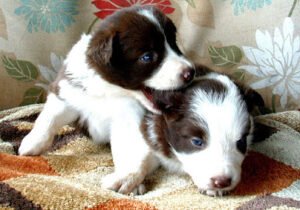 Tri Cities Border Collies