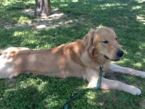 CrittersWork Service Dog Partners, Inc.