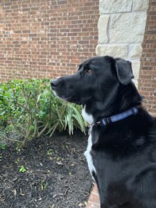Mindful Canines of Texas