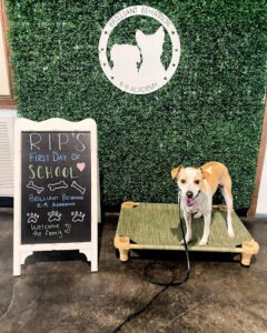 Brilliant Behavior K-9 Academy