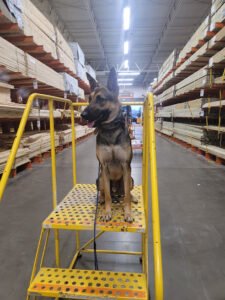 AllstarKnine dog training