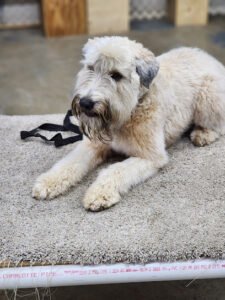 United K9 Academy, Liberty Hill, LLC