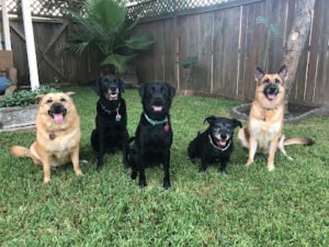 Mutts With Manners