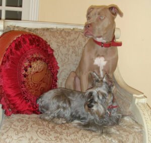 K&B Dog Learning Center, Inc.
