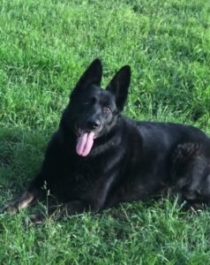 Species K9 Dog Training