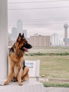 McGee Dog Training