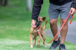 Georgetown K9 dog solutions and Training-Behavior experts