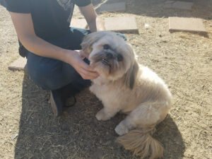 Net’s Happy Pets