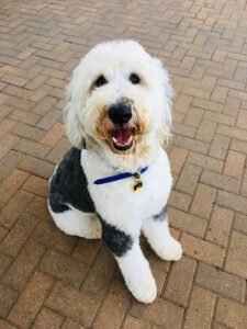 Paws In Hand Canine Consulting