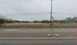 Heeling Hounds Dog Training